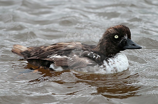 Barrow's Goldeneye (Bucephala islandica) adult male in eclips plumage swimming, seen from the side. stock-image by Agami/Fred Visscher,