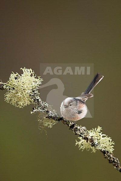 Staartmees zittend op tak, Long-tailed Tit perched on a branch stock-image by Agami/Danny Green,