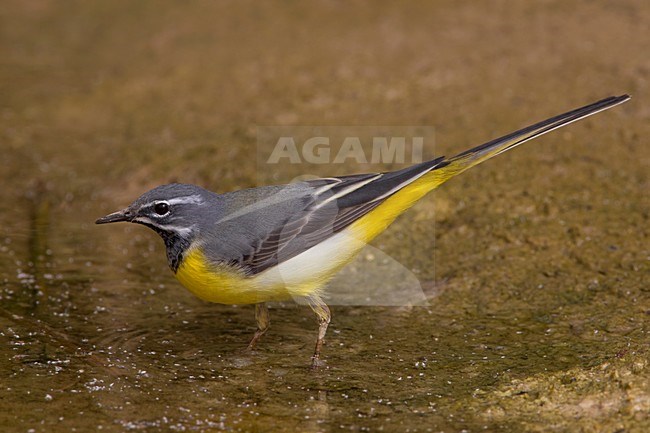 Grote Gele Kwikstaart man; Grey Wagtail male stock-image by Agami/Daniele Occhiato,