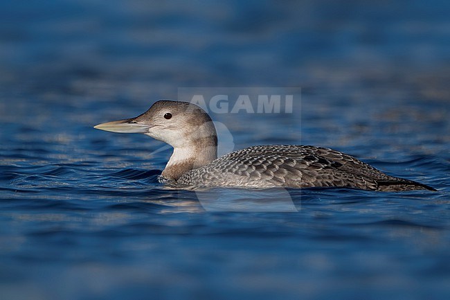 Juvenile
San Diego Co., CA
December 2022 stock-image by Agami/Brian E Small,