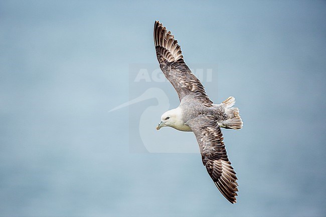 Northern Fulmar, Fulmarus glacialis stock-image by Agami/Oscar Díez,