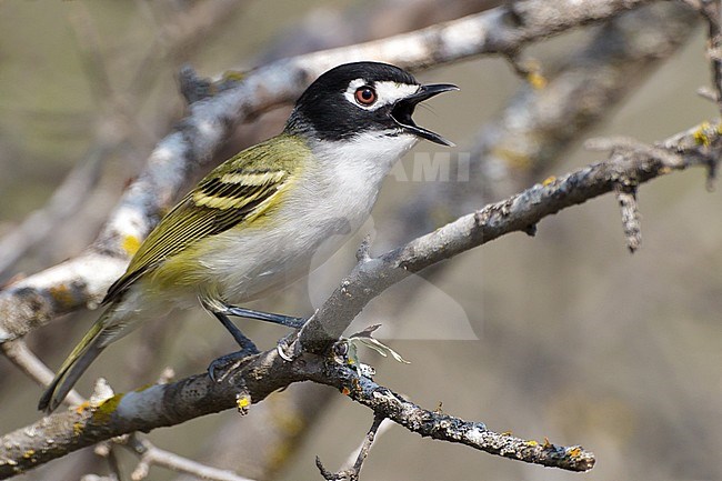 Adult male
Kimble Co., TX
April 2011 stock-image by Agami/Brian E Small,