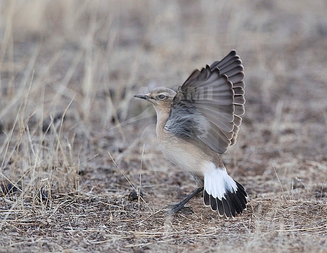 Side view of a female Northern Wheatear (Oenanthe oenanthe) on the ground, upraised wings. Spain stock-image by Agami/Markku Rantala,