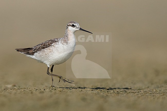 Adult non-breeding
Galveston Co., TX
May 2023 stock-image by Agami/Brian E Small,