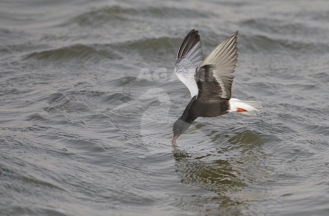 Volwassen Witvleugelstern in vlucht, Adult White-winged Tern in flight stock-image by Agami/Markus Varesvuo,