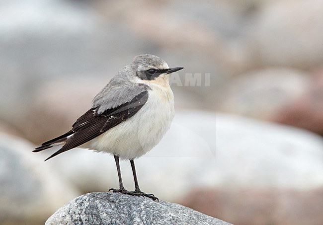 Mannetje Tapuit zittend op de grond; Male Northern Wheatear perched on the ground stock-image by Agami/Markus Varesvuo,