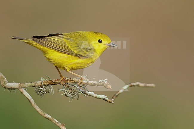 Adult male Yellow Warbler (Setophaga aestiva) during spring migration at Galveston County, Texas, USA. stock-image by Agami/Brian E Small,