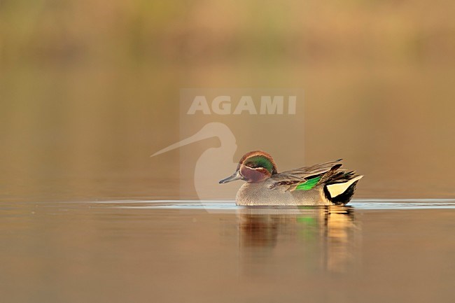 wintertaling met reflectie op water; Common teal with reflection on water;	Krickente	;	Anas crecca	; stock-image by Agami/Walter Soestbergen,