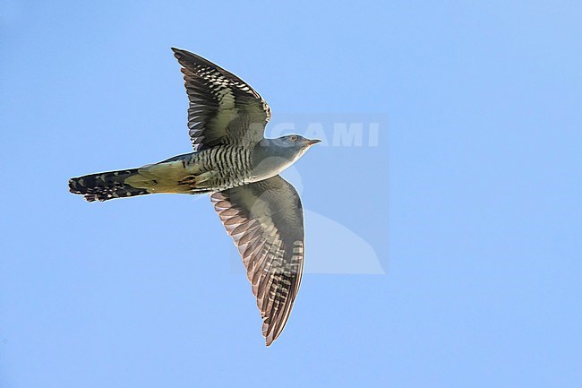 Vliegende Boskoekoek; Oriental cuckoo in flight stock-image by Agami/Daniele Occhiato,