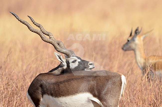 Indische Antilope, Blackbuck, Antilope cervicapra stock-image by Agami/Laurens Steijn,