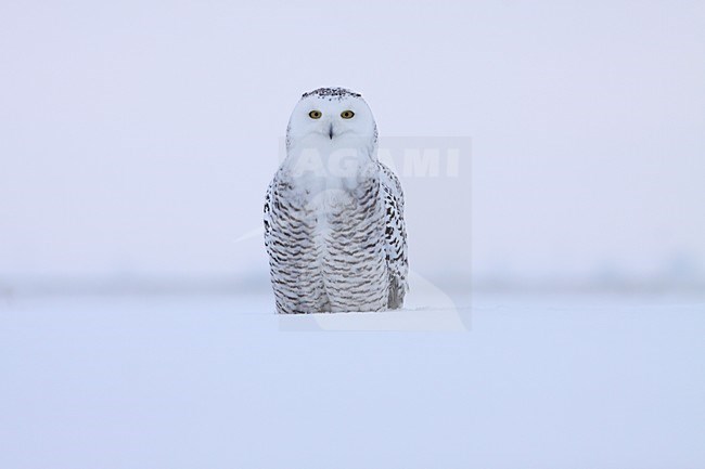 Sneeuwuil zittend in sneeuw; Snowy Owl perched in snow stock-image by Agami/Chris van Rijswijk,