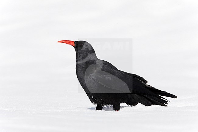 Alpenkraai in de sneeuw; Red-billed Chough in the snow stock-image by Agami/Markus Varesvuo,