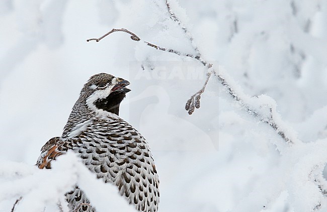 Hazelhoen foeragerend in de sneeuw, Hazel Grouse foraging in the snow stock-image by Agami/Markus Varesvuo,