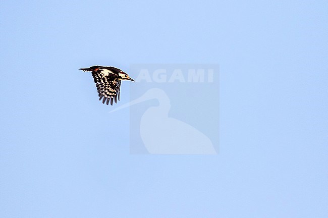 Sind Woodpecker (Dendrocopos assimilis) in Iran. stock-image by Agami/Pete Morris,