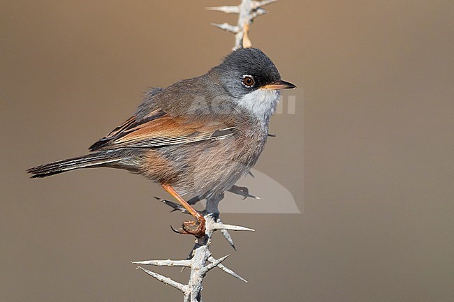 Spectacled Warbler (Sylvia conspicillata orbitalis) on Fuerteventura, Canary island, Spain stock-image by Agami/Daniele Occhiato,