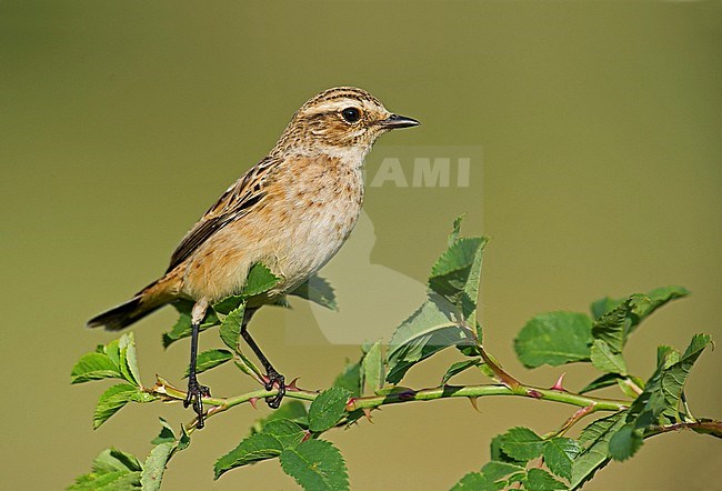 Winchat, Paapje, Saxicola rubetra stock-image by Agami/Alain Ghignone,