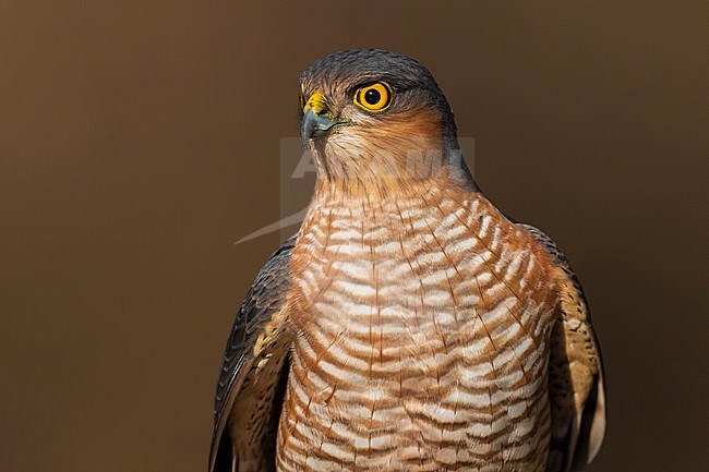 Eurasian Sparrowhawk (Accipiter nisus), close-up of adult male. stock-image by Agami/Daniele Occhiato,