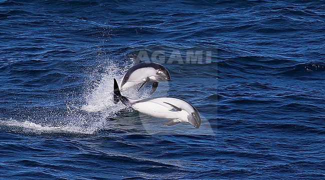 Peale's dolphin (Lagenorhynchus australis)  swimming in the ocean in the south Atlantic. Also known as the black-chinned dolphin. stock-image by Agami/Dani Lopez-Velasco,