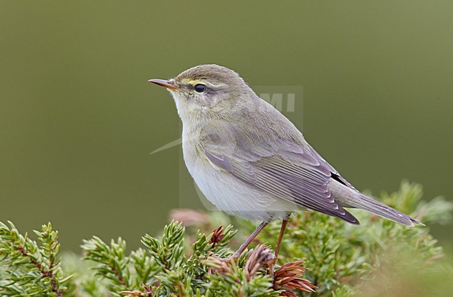 Fitis in boomtop; Willow Warbler in treetop stock-image by Agami/Markus Varesvuo,