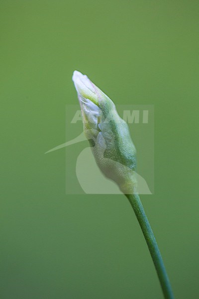 Lebanon Onion flower buds stock-image by Agami/Wil Leurs,