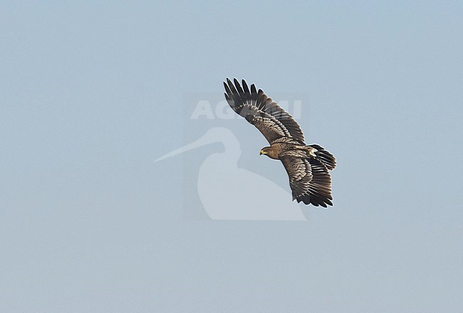 Immature Greater Spotted Eagle (Clanga clanga) in flight, seen from above against sky. Oman stock-image by Agami/Markku Rantala,