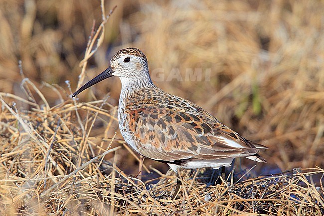 Dunlin (Calidris alpina) taken the 14/06/2022 at Barrow - Alaska. stock-image by Agami/Nicolas Bastide,