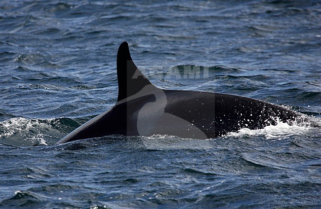 Orka, Killer whale, Orcinus orca stock-image by Agami/Hugh Harrop,