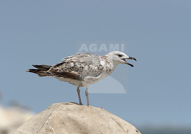 Onvolwassen Geelpootmeeuw, Immature Yellow-legged Gull stock-image by Agami/Karel Mauer,