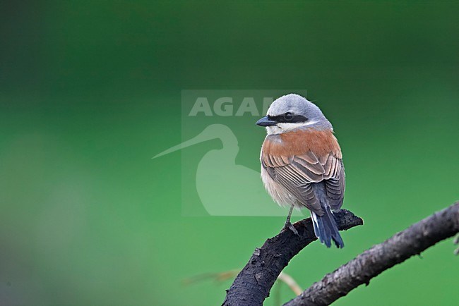 Red-backed Shrike male perched; Grauwe Klauwier man zittend stock-image by Agami/Markus Varesvuo,