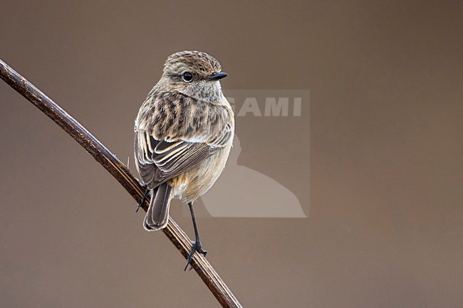 Roodborsttapuit, European Stonechat, Saxicola torquata stock-image by Agami/Daniele Occhiato,