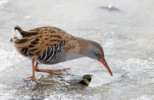 Waterral foeragerend in bevroren sloot; Water Rail foraging on frozen ditch stock-image by Agami/Markus Varesvuo,