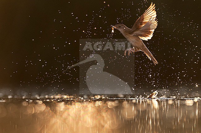Grote Karekiet vangt in vlucht visje; Great Reed Warbler catching fish in flight stock-image by Agami/Bence Mate,