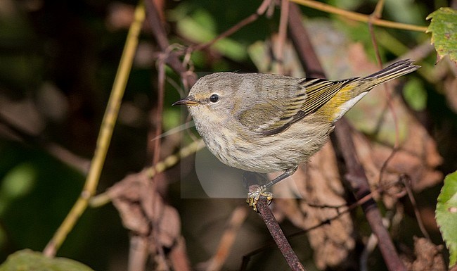 Cape May Warbler (Setophaga tigrina) perched in tree, seen from the side, in New York, USA, during fall migration. stock-image by Agami/Ian Davies,