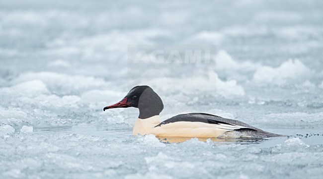 Grote Zaagbek; Goosander stock-image by Agami/Markus Varesvuo,