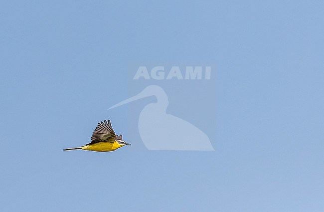 Adult Blue-headed Wagtail, Motacilla flava flava, in the Netherlands. Bird in flight. stock-image by Agami/Marc Guyt,