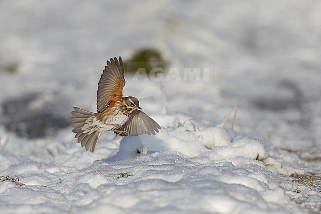 Redwing (Turdus iliacus iliacus) landing in snow at Rudersdal, Denmark stock-image by Agami/Helge Sorensen,