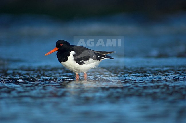 Eurasian Oystercatcher adult standing in sea, Scholekster adult staand in zee stock-image by Agami/Wil Leurs,