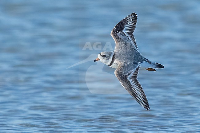 Adult breeding
Galveston Co., TX
April 2023 stock-image by Agami/Brian E Small,