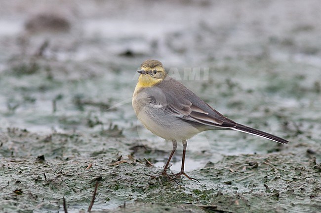 Vrouwtje Citroenkwikstaart; Female Citrine Wagtail stock-image by Agami/Arnold Meijer,