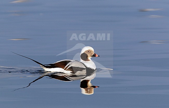 IJseend, Long-tailed Duck, Clangula hyemalis stock-image by Agami/Hugh Harrop,