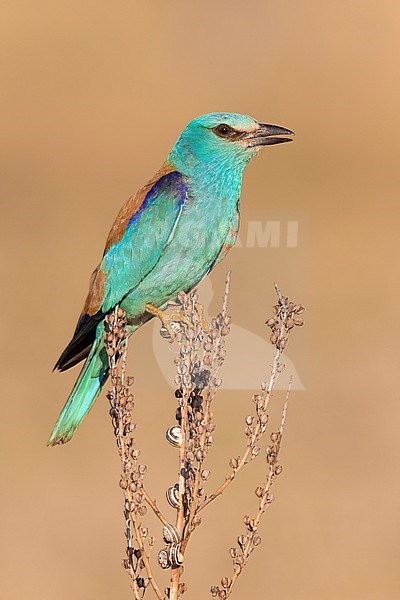 European Roller (Coracias garrulus), side view of an adult perched on an Asphodelus sp., Campania, Italy stock-image by Agami/Saverio Gatto,