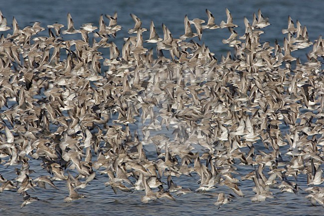 Grote groep Kanoeten; Large flock of Red Knots stock-image by Agami/Arie Ouwerkerk,