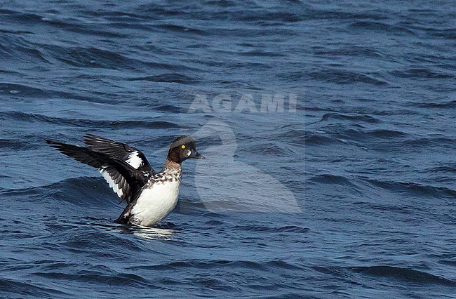 Male Common Goldeneye (Bucephala clangula) in eclipse plumage in the Netherlands. stock-image by Agami/Edwin Winkel,