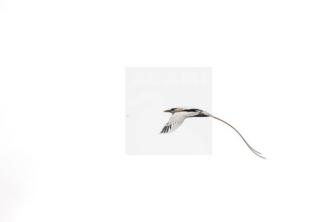 Adult White-tailed Tropicbird (Phaethon lepturus) in Gabon. stock-image by Agami/Pete Morris,