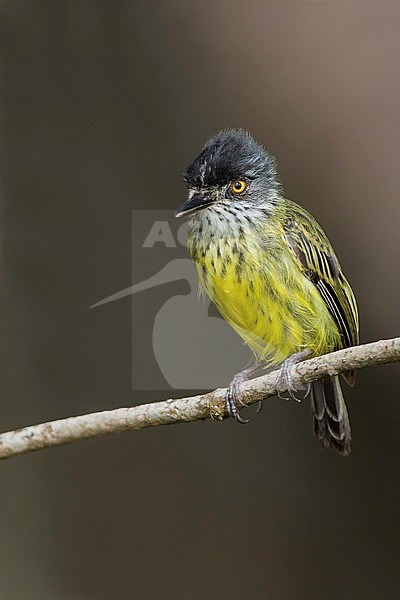 Spotted Tody-flycatcher (Todirostrum maculatum) perched on a branch stock-image by Agami/Dubi Shapiro,