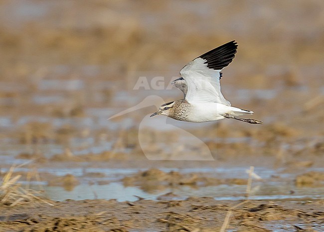 First-winter Sociable Plover (Vanellus gregarius) flying over fields in Ebro Delta, Tarragona, Spain. Showing under wing. stock-image by Agami/Rafael Armada,