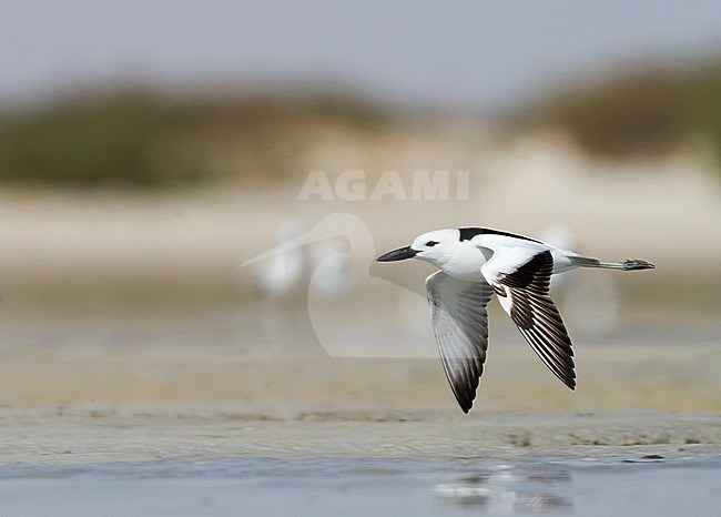 Crab Plover - Reiherläufer - Dromas ardeola, Oman, adult stock-image by Agami/Ralph Martin,