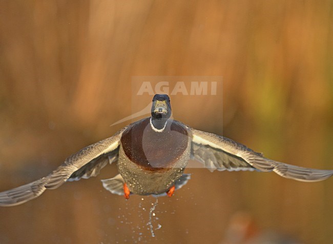 Mallard male flying; Wilde Eend man vliegend stock-image by Agami/Jari Peltomäki,