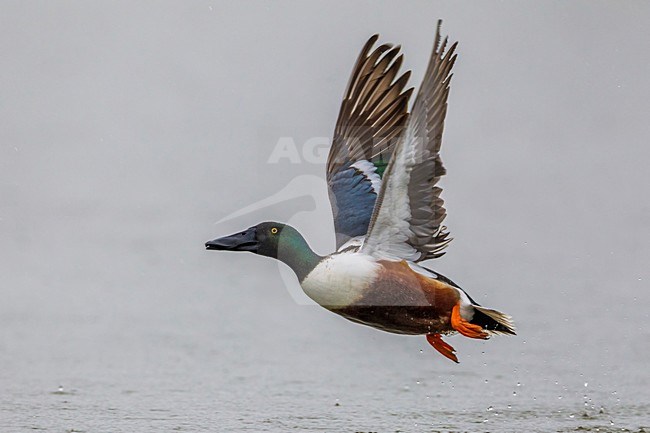 Mannetje Slobeend in vlucht; Northern Shoveler male in flight stock-image by Agami/Daniele Occhiato,