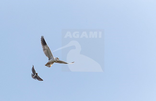 Immature Black-winged Kite (Elanus caeruleus) in flight, chased by Barn Swallow, at the Rosas delta, Spain. Seen from below. stock-image by Agami/Marc Guyt,